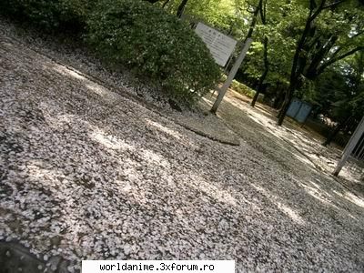 Despre japonia - ji nijte poze dupa ce petalele de ciresh au cazut - Japonia