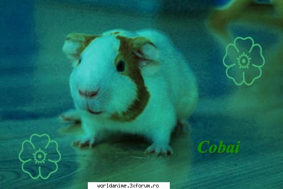 ........:::pOZELE FACUTE DE NOI PE CALCULATOR:::...... - Inca una cu un cobai(porcusor de guineea) - Fan art