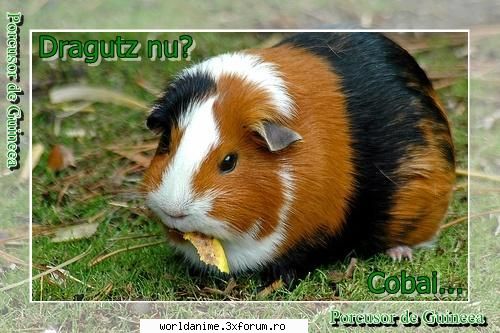 ........:::pOZELE FACUTE DE NOI PE CALCULATOR:::...... - Deci vad ca semnaturi si avatare nimeni nu - Fan art
